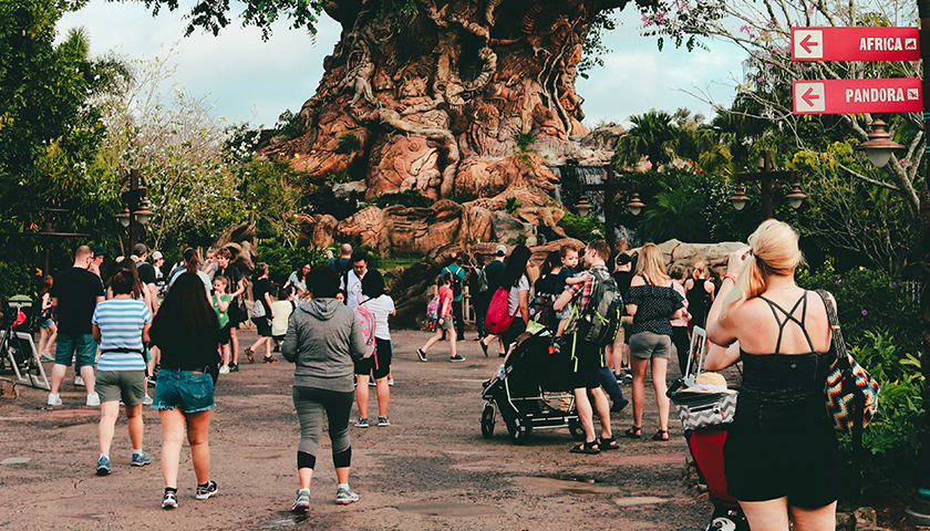 Disney's Animal Kingdom Tree of Life